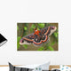 Cecropia Moth on evergreen Wall Decal