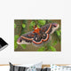 Cecropia Moth on evergreen Wall Decal