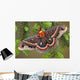 Cecropia Moth on evergreen Wall Decal