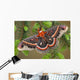 Cecropia Moth on evergreen Wall Decal
