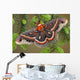 Cecropia Moth on evergreen Wall Decal
