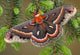 Cecropia Moth on evergreen Wall Decal