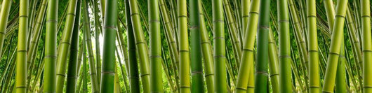 Dense Bamboo Jungle Wall Decal