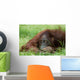 Cute Orangutan Wall Decal
