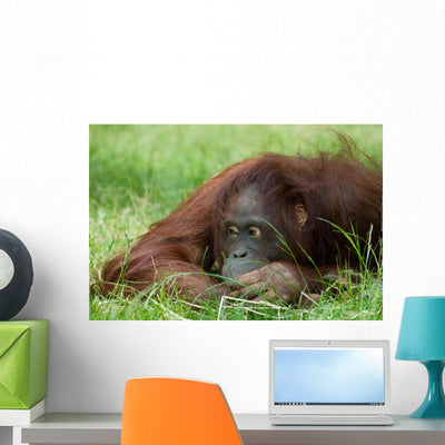 Cute Orangutan Wall Decal shown on a wall