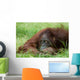 Cute Orangutan Wall Decal