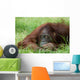 Cute Orangutan Wall Decal
