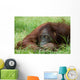 Cute Orangutan Wall Decal