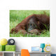 Cute Orangutan Wall Decal