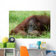 Cute Orangutan Wall Decal