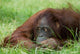 Cute Orangutan