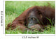 Cute Orangutan Wall Decal