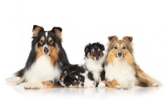 Dog Breeds Sheltie