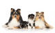 Dog Breeds Sheltie