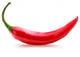 red chili or chilli cayenne pepper isolated on white  background Wall Decal