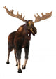 Moose 2