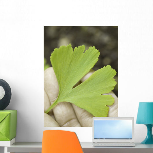 leaf on the hand Wall Decal