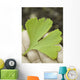leaf on the hand Wall Decal