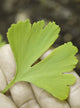 leaf on the hand Wall Decal