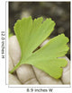 leaf on the hand Wall Decal