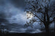 Beautiful Landscape with fullmoon Wall Decal