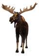 Moose
