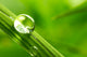 leaf with rain droplets - Stock Image Wall Decal