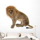 Male Lion Wall Decal