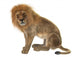 Male Lion