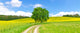 Feldweg im Fr&uuml;hling - Bodenseeregion Wall Decal