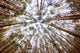 Wald Wall Decal