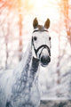 Portrait of a gray sports horse in the winter Wall Decal