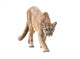 prowling puma Wall Decal