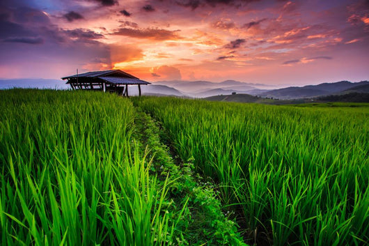 Paddy in the sunset, Chiangmai province of Thailand Wall Decal