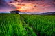 Paddy in the sunset, Chiangmai province of Thailand Wall Decal