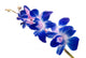 Flower Decals - blue orchid Wall Decal