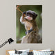 Cute Baby Emperor Tamarin Wall Decal