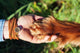 Human hand holding dog's paw Wall Decal