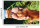 Human hand holding dog's paw Wall Decal