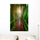 wood ways in mountain rain forest Doi Inthanont National Park Ch Wall Decal