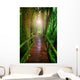wood ways in mountain rain forest Doi Inthanont National Park Ch Wall Decal
