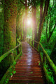 wood ways in mountain rain forest Doi Inthanont National Park Ch Wall Decal