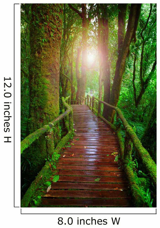wood ways in mountain rain forest Doi Inthanont National Park Ch Wall Decal