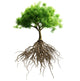 tree with roots Wall Decal