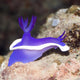 Nudibranch Wall Decal