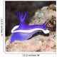 Nudibranch Wall Decal