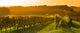 Vineyard Sunrise - Bordeaux Vineyard Wall Decal