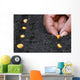 Planting green corn seeds Wall Decal