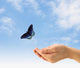 Flying Butterfly Wall Decal