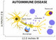 Autoimmune Disease Diagram Wall Decal